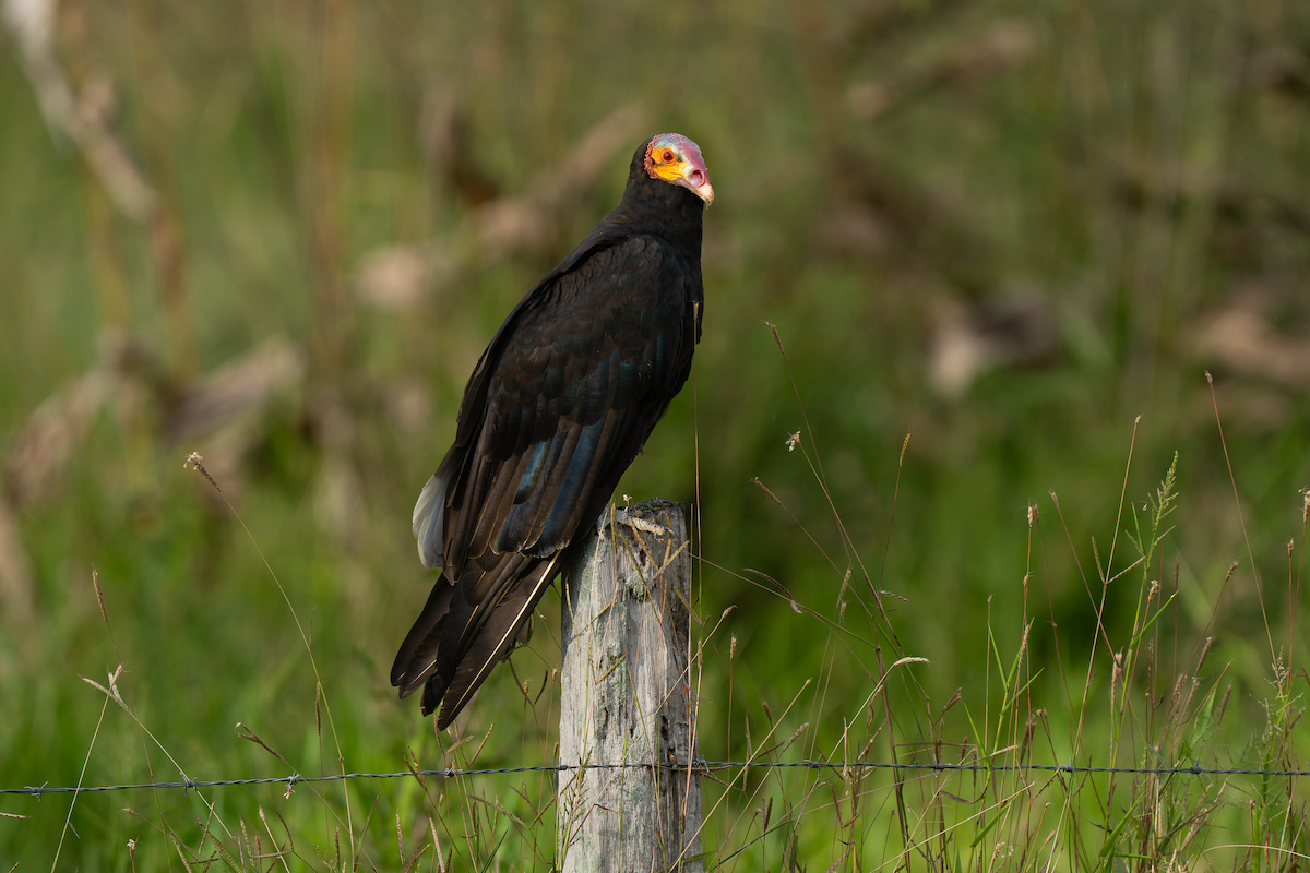 Lesser Yellow-headed Vulture - ML647564982