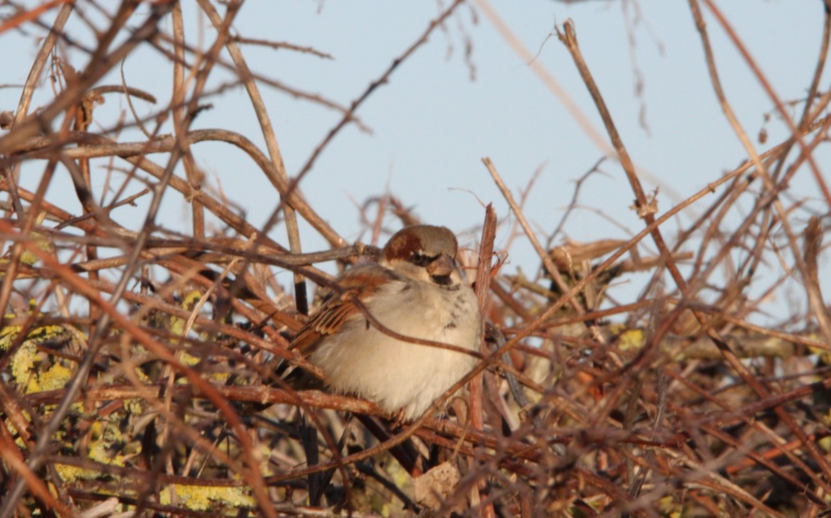House Sparrow - ML647564990