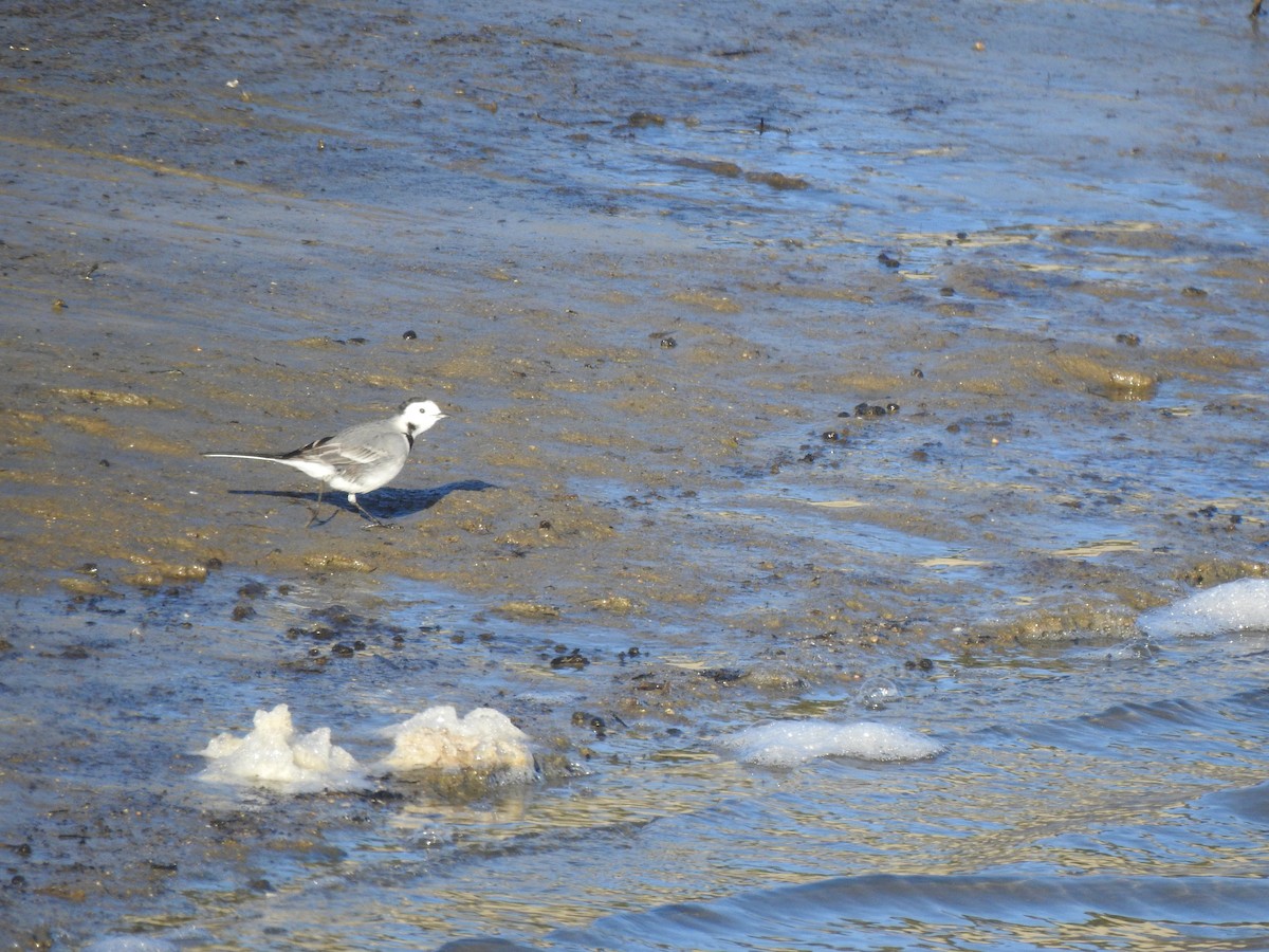 White Wagtail - ML647564991