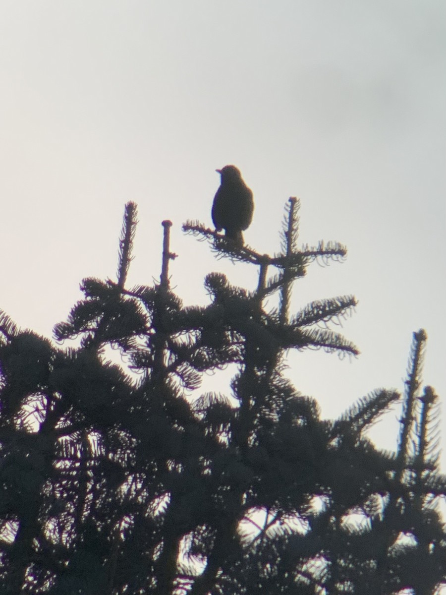 Eurasian Blackbird - ML647564992