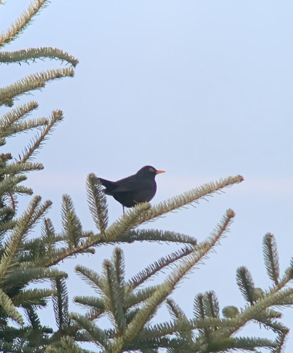 Eurasian Blackbird - ML647564993