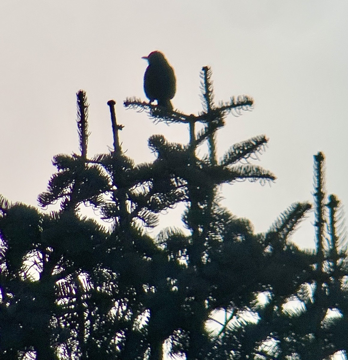 Eurasian Blackbird - ML647564994