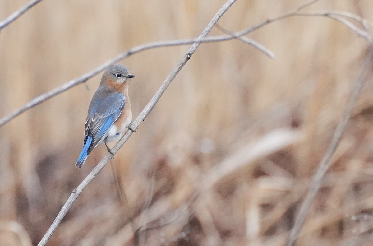 Eastern Bluebird (Eastern) - ML647564995