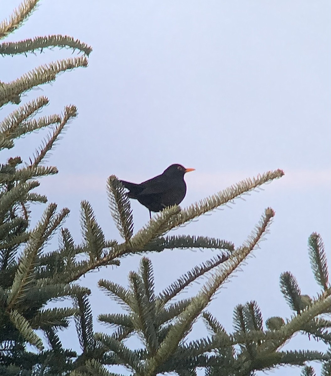Eurasian Blackbird - ML647564996