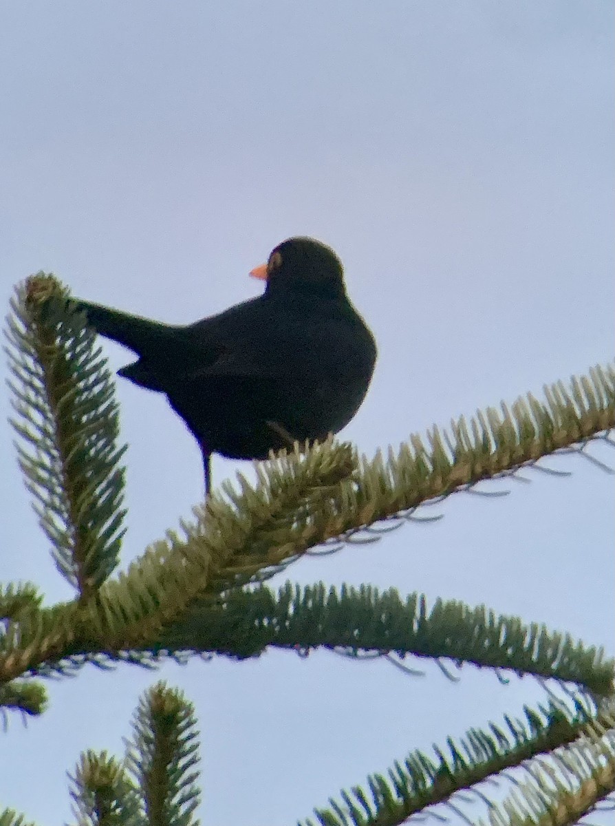 Eurasian Blackbird - ML647564997