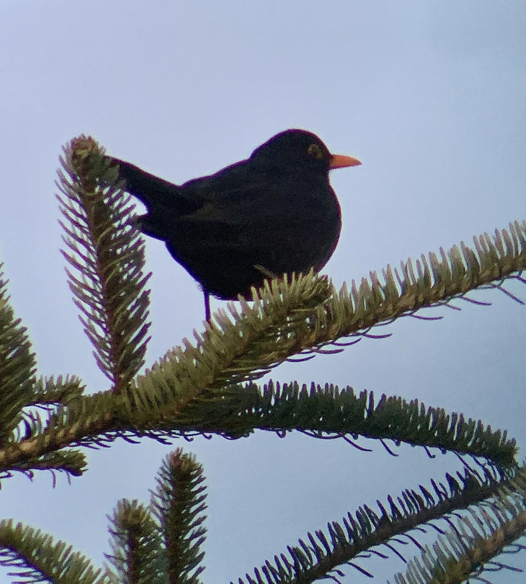 Eurasian Blackbird - ML647564998