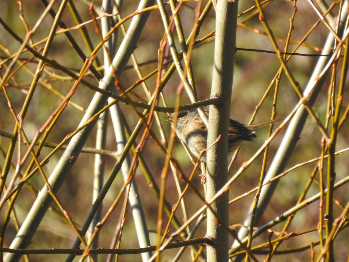 Dunnock - ML647564999