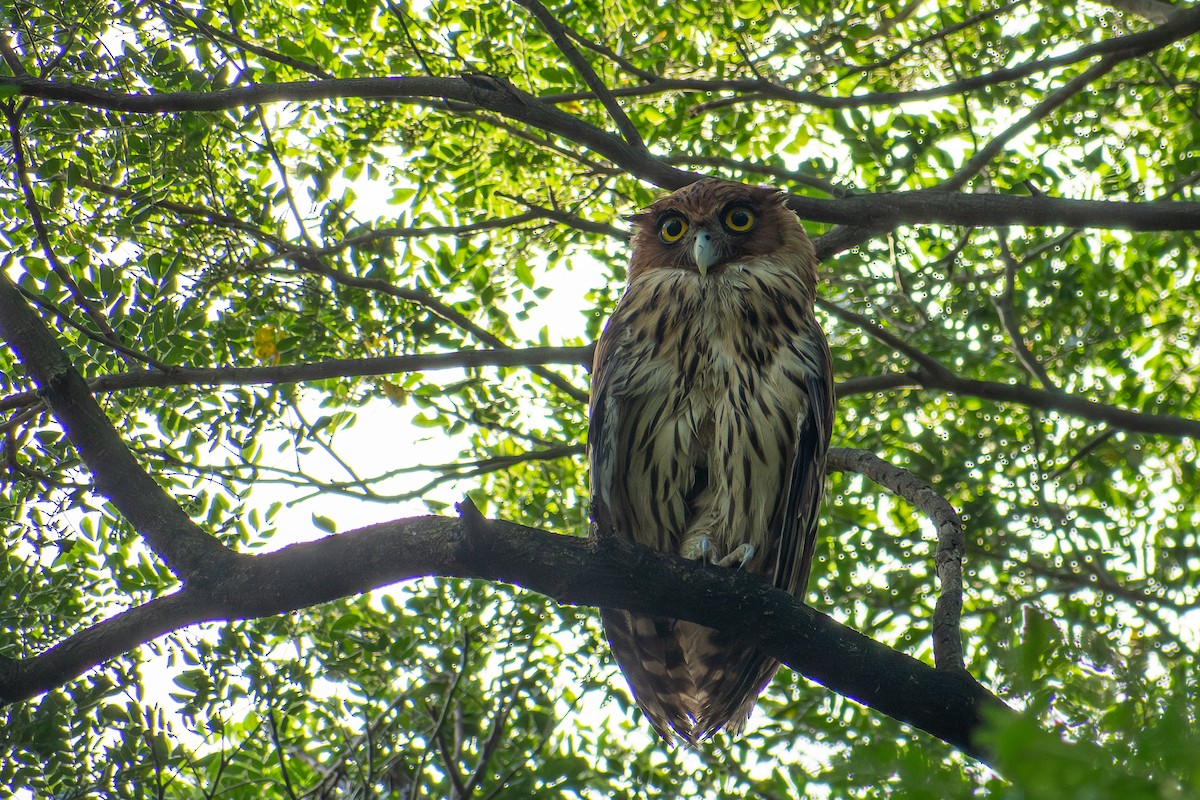 Philippine Eagle-Owl - ML647565013