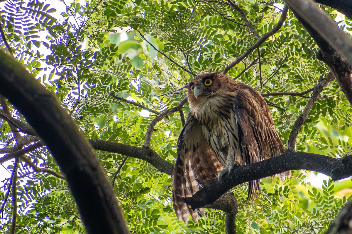 Philippine Eagle-Owl - ML647565014