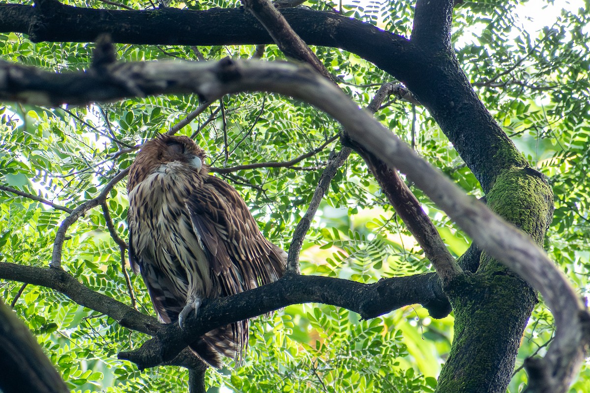 Philippine Eagle-Owl - ML647565015