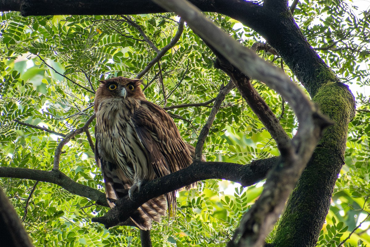 Philippine Eagle-Owl - ML647565016