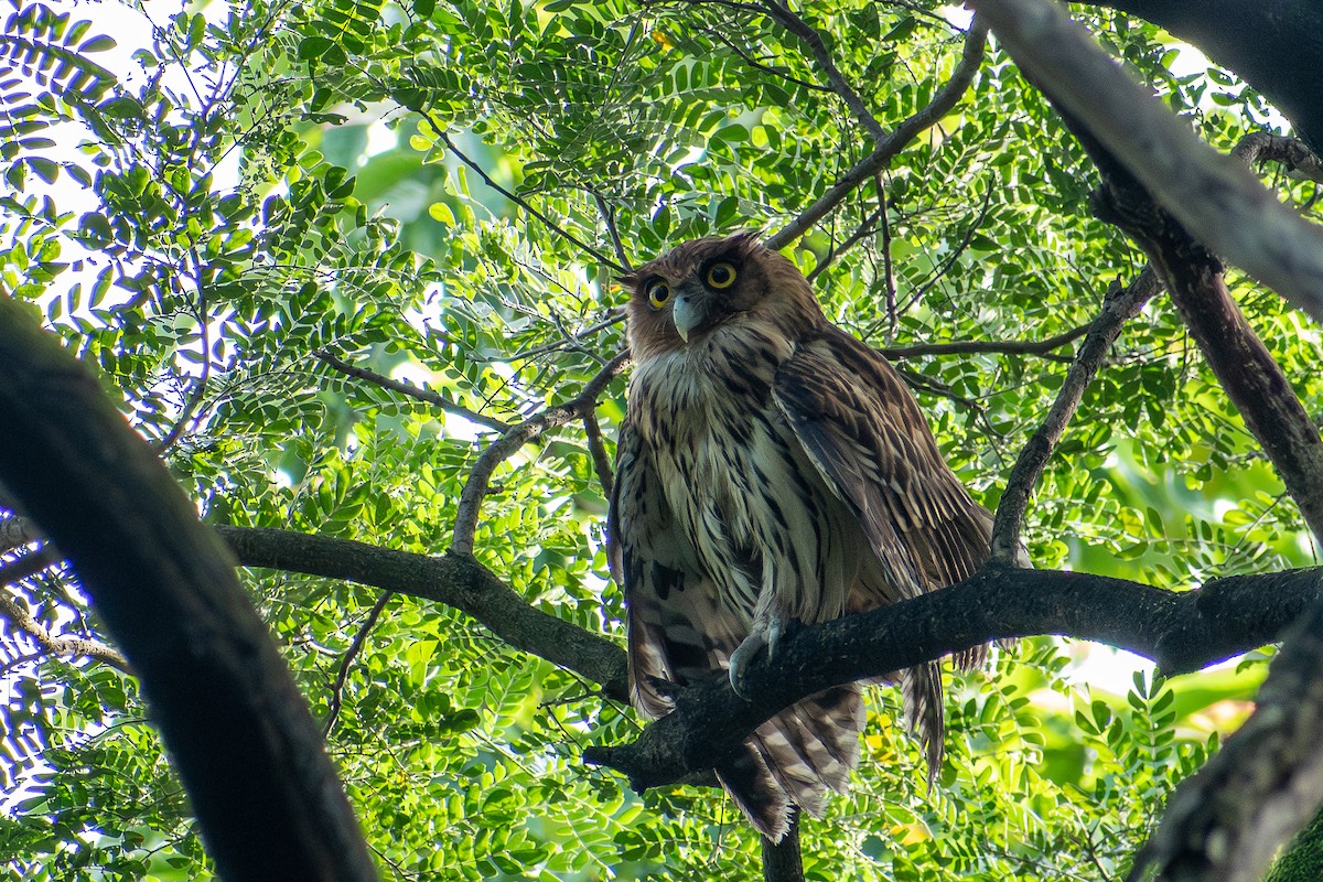 Philippine Eagle-Owl - ML647565017