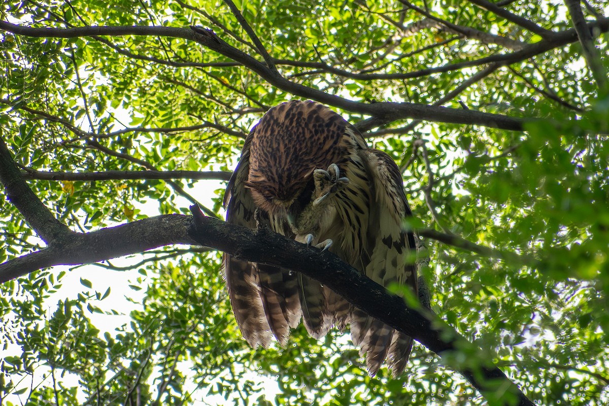 Philippine Eagle-Owl - ML647565018
