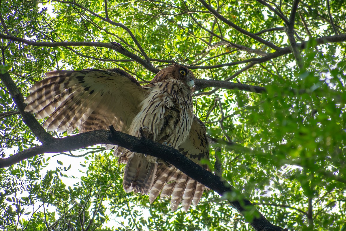 Philippine Eagle-Owl - ML647565019