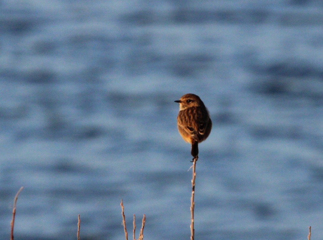 European Stonechat - ML647565021