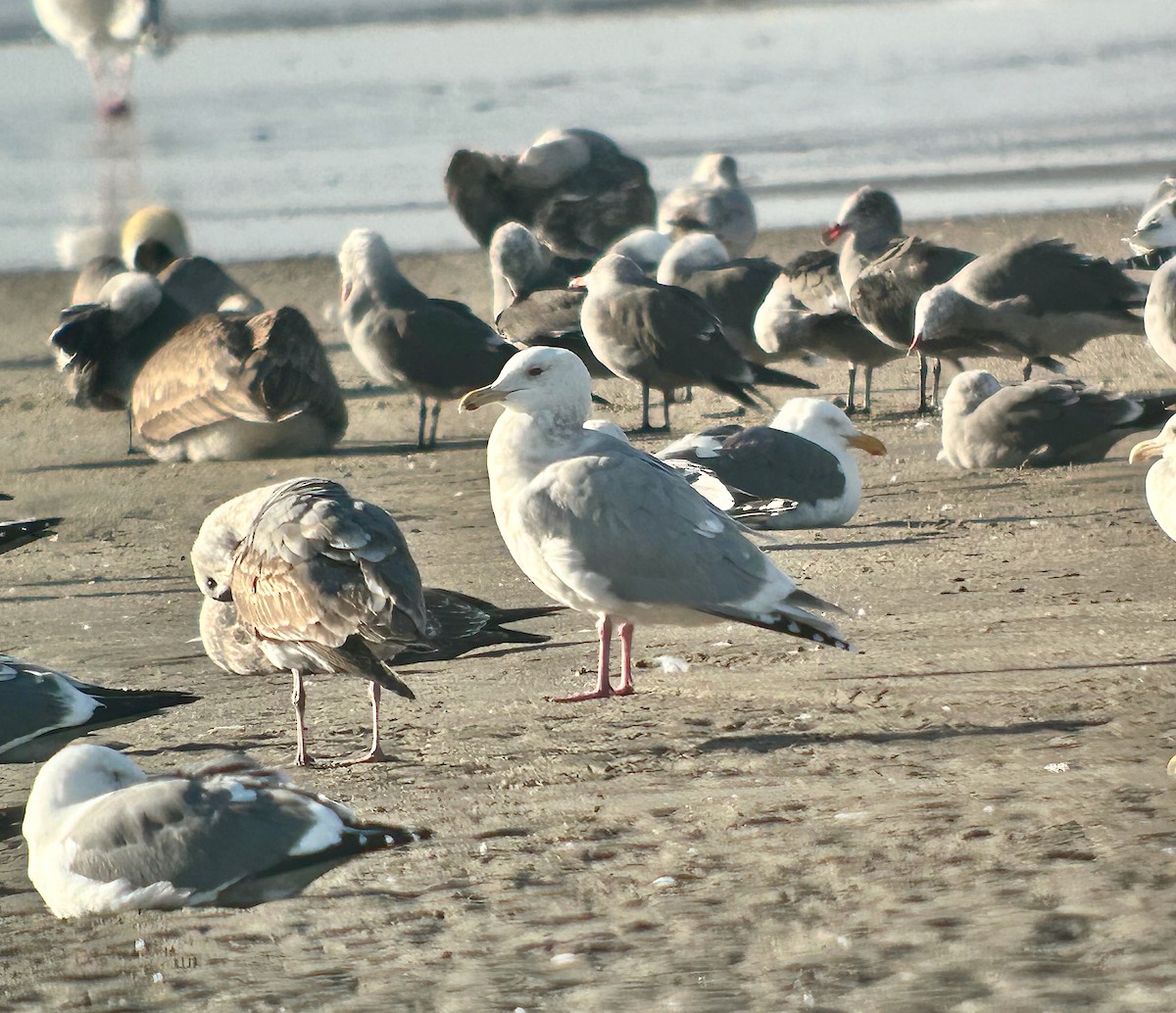 Iceland Gull - ML647565022