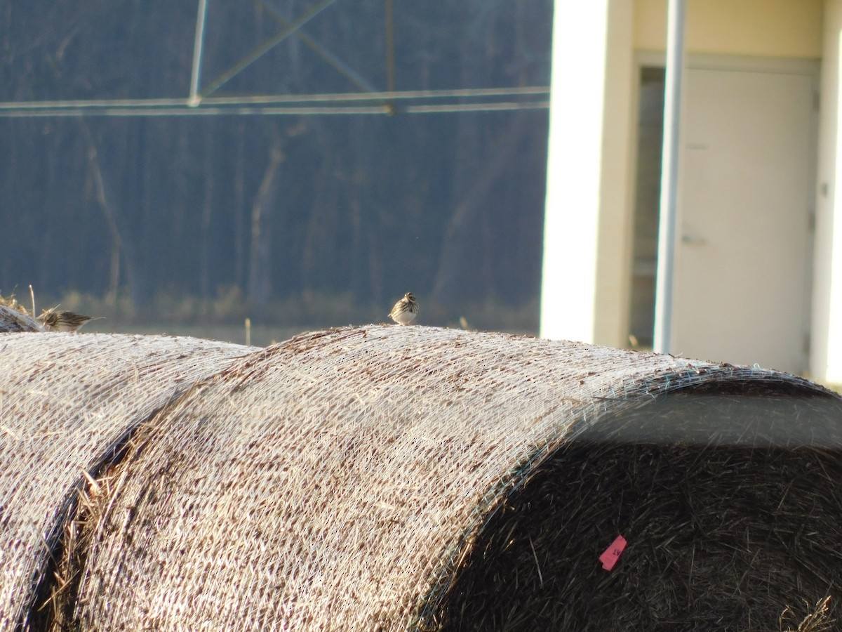 Savannah Sparrow - ML647565024