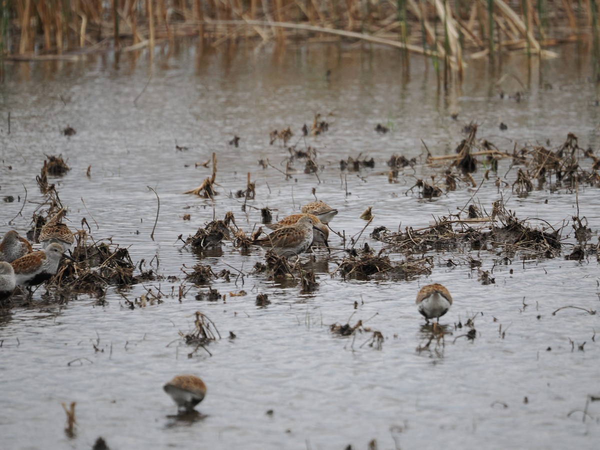 Dunlin - ML647565027