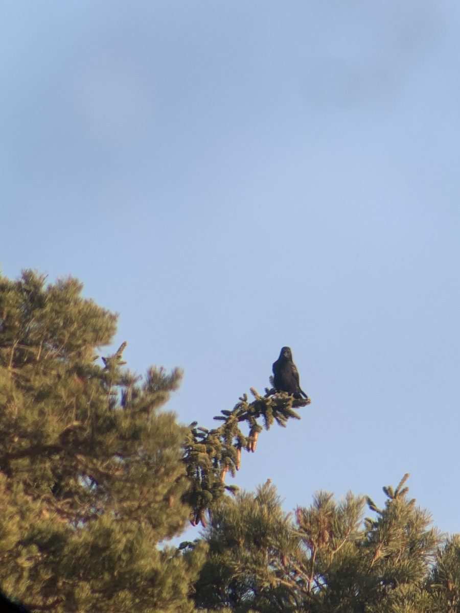 Carrion Crow - ML647565028