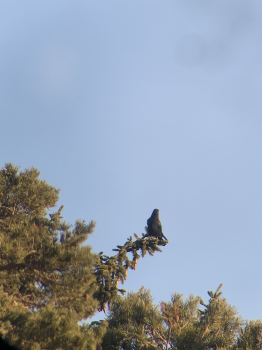 Carrion Crow - ML647565029