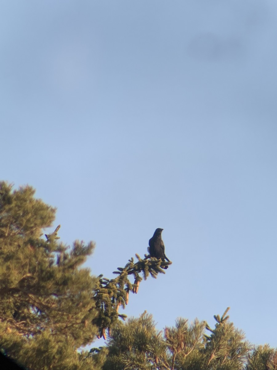 Carrion Crow - ML647565030