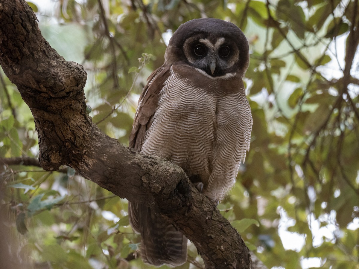 Brown Wood-Owl - ML647565031