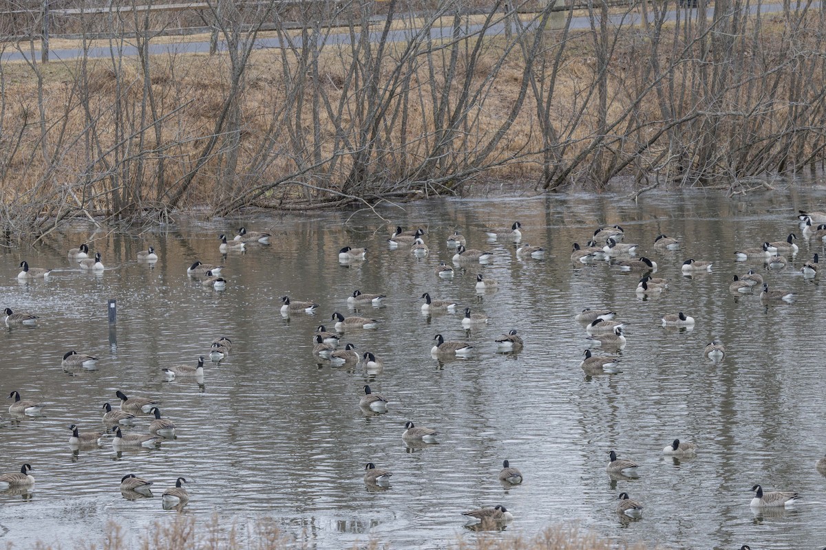 Canada Goose - ML647565033