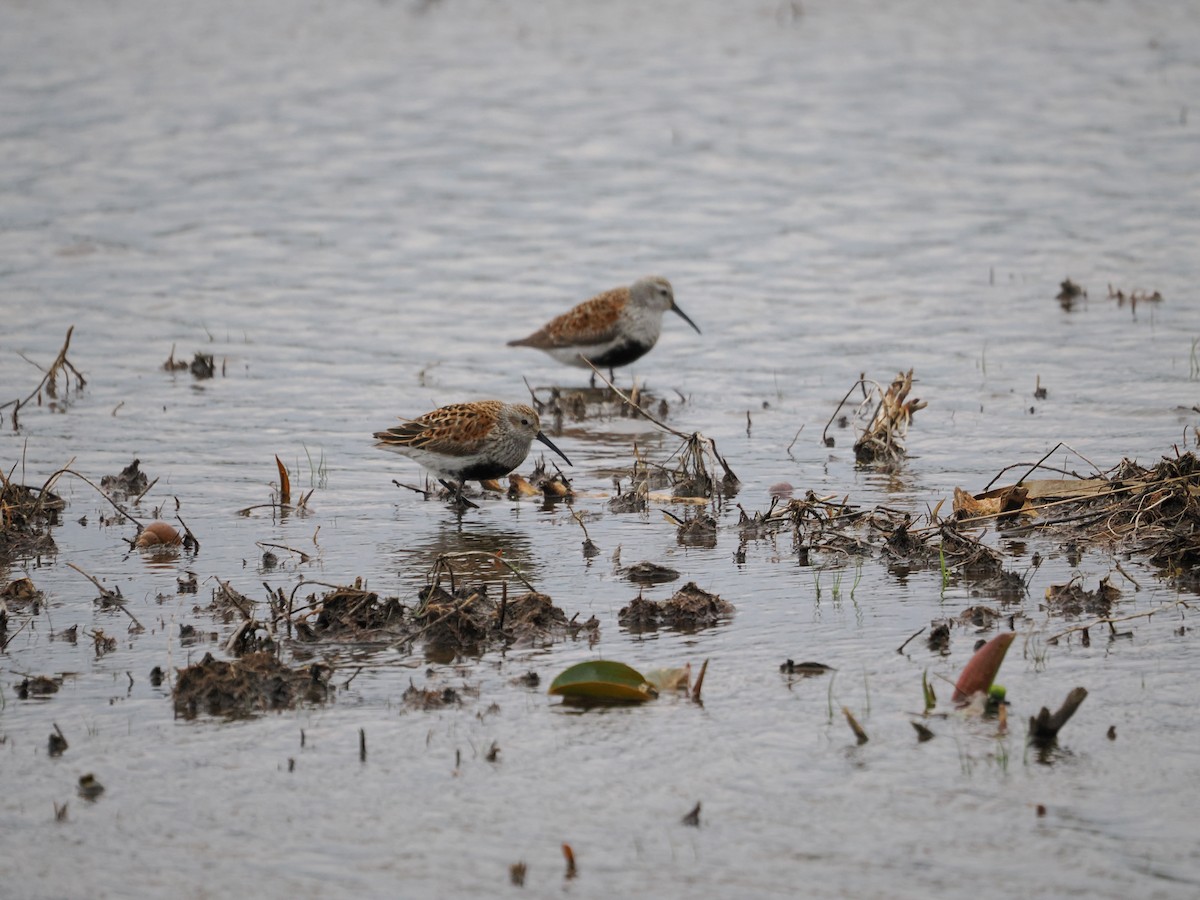 Dunlin - ML647565036