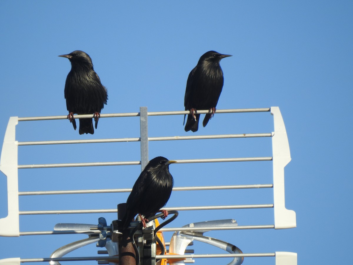 Spotless Starling - ML647565038