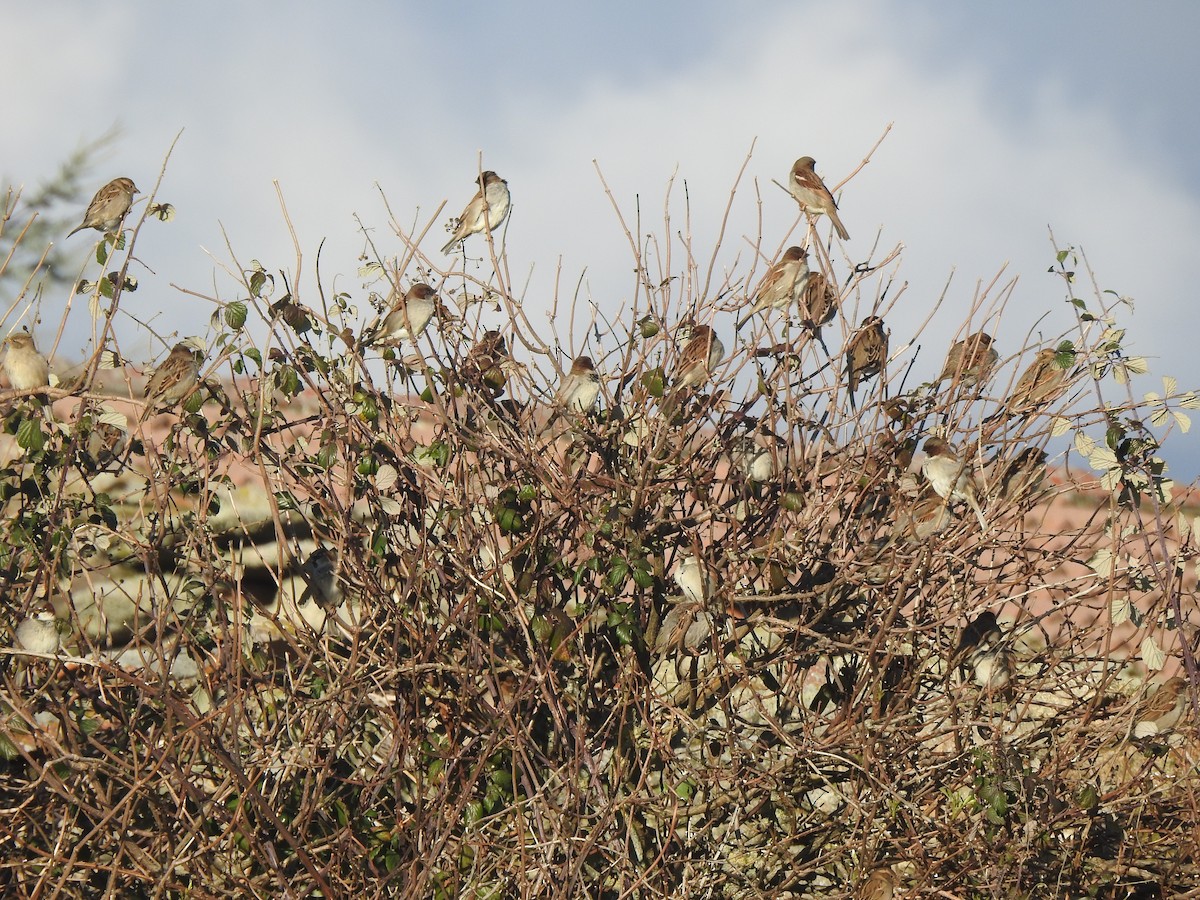 House Sparrow - ML647565074