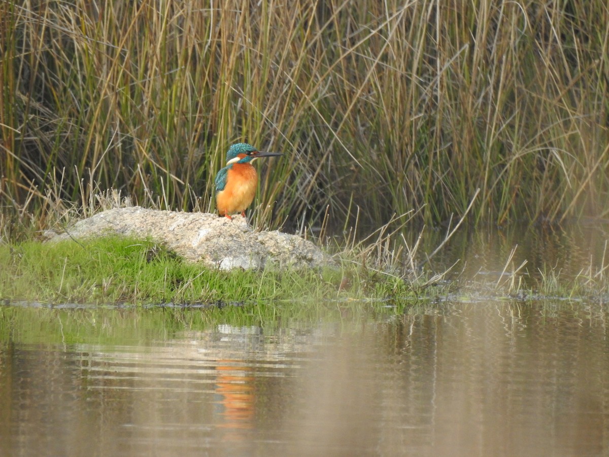 Common Kingfisher - ML647565090