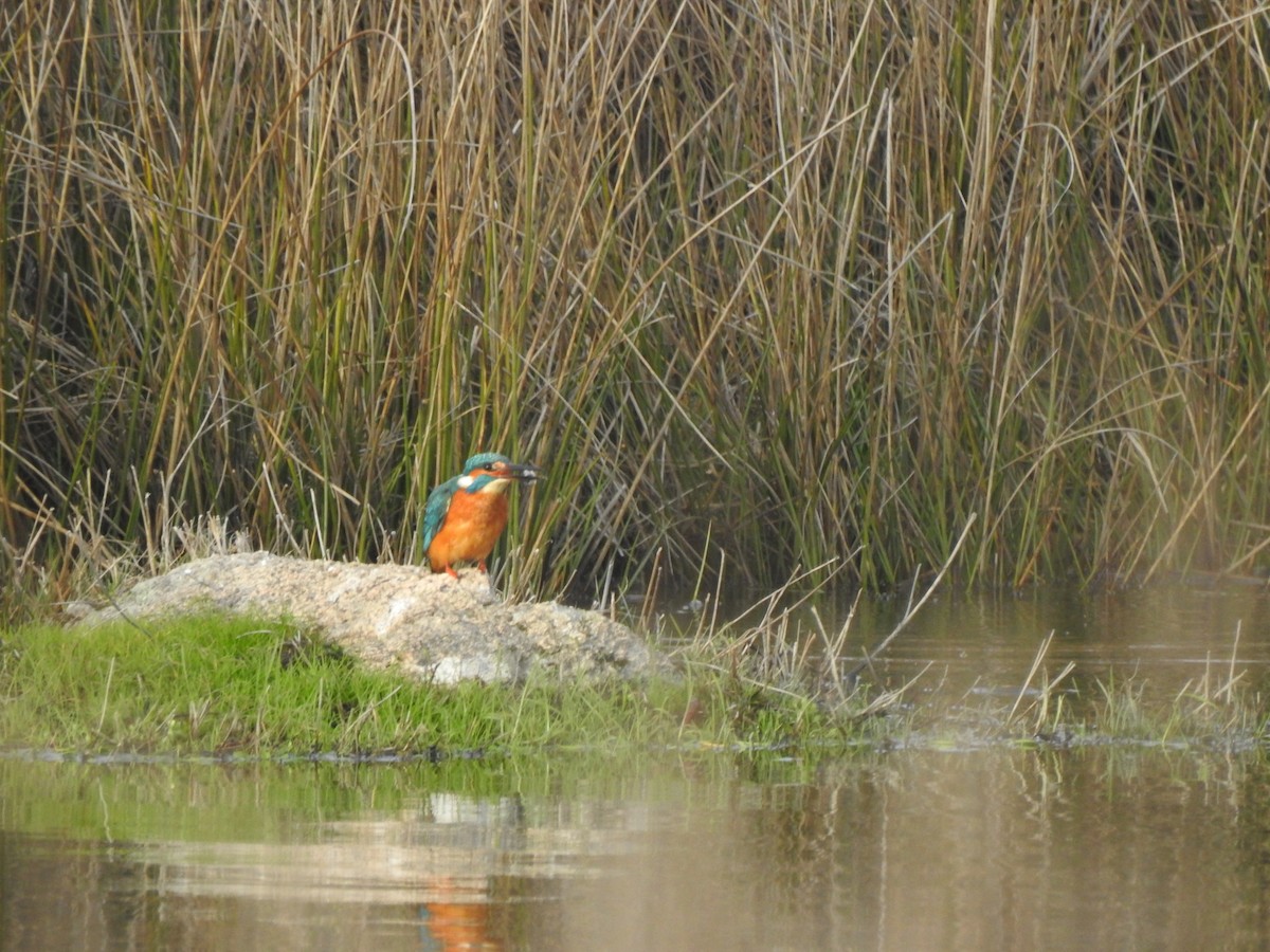Common Kingfisher - ML647565091