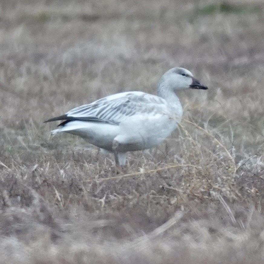 Snow Goose - ML647565092