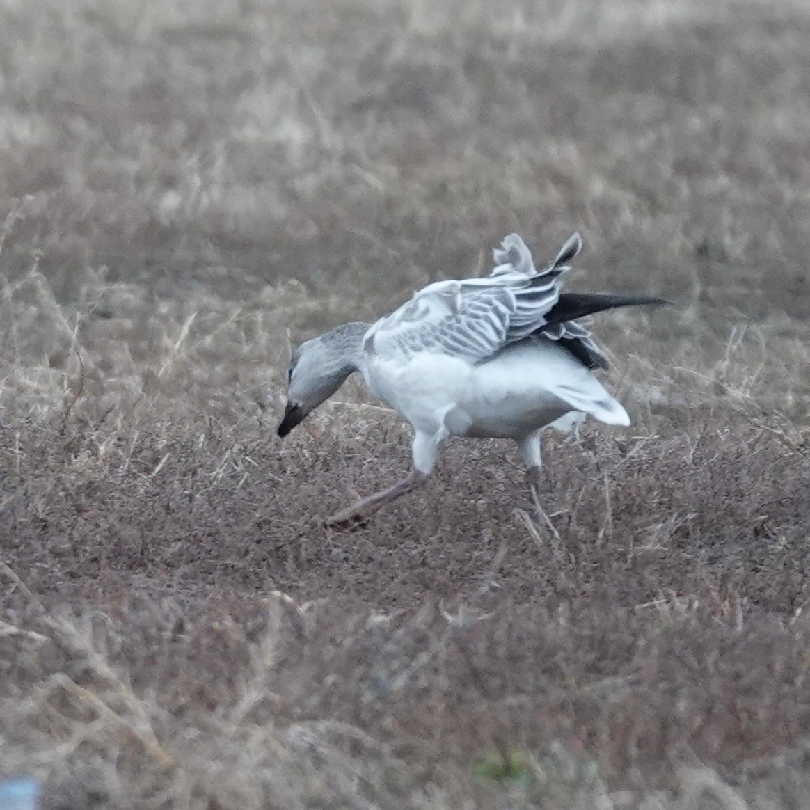 Snow Goose - ML647565093