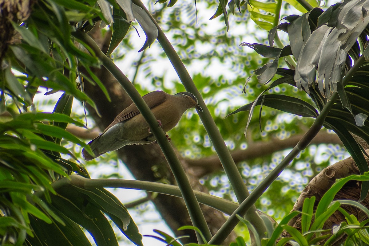 White-eared Brown-Dove - ML647565112