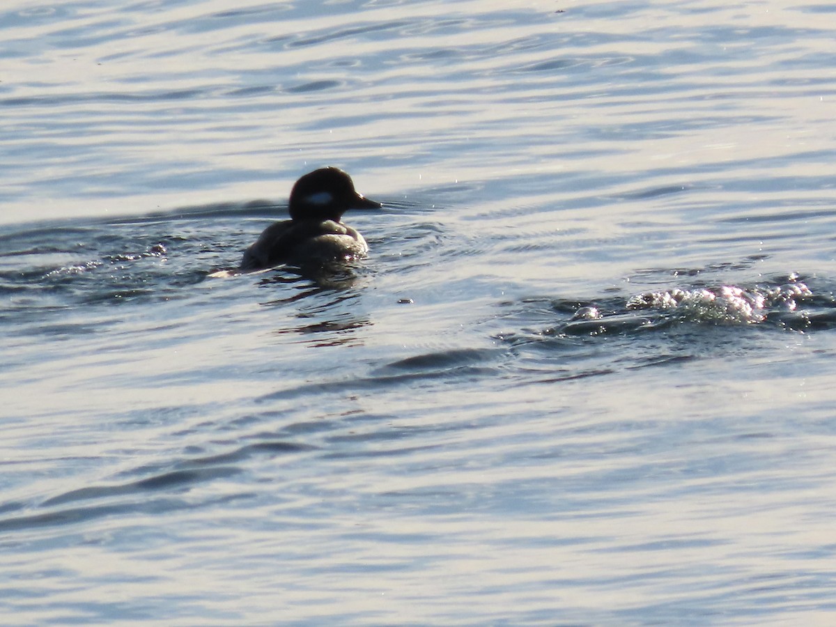 Porrón Albeola - ML647565113