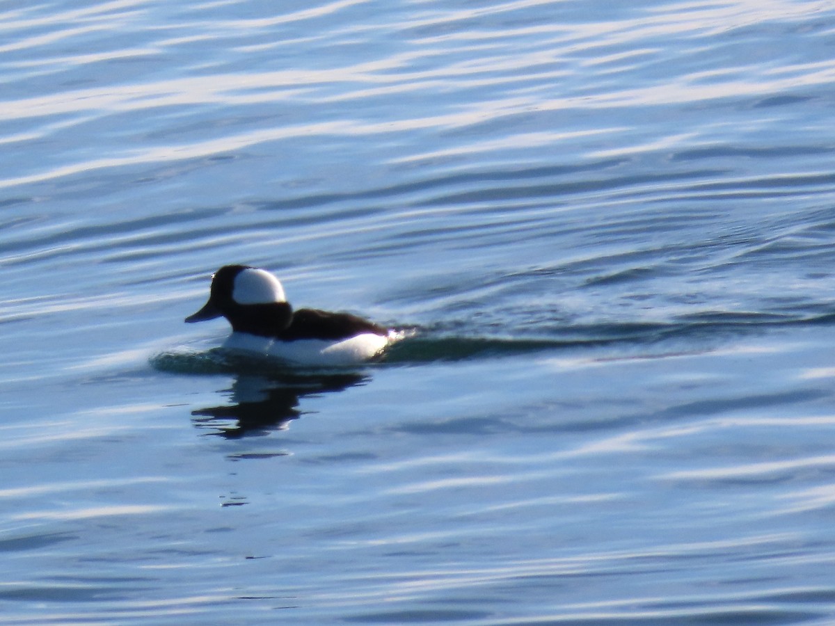 Porrón Albeola - ML647565114