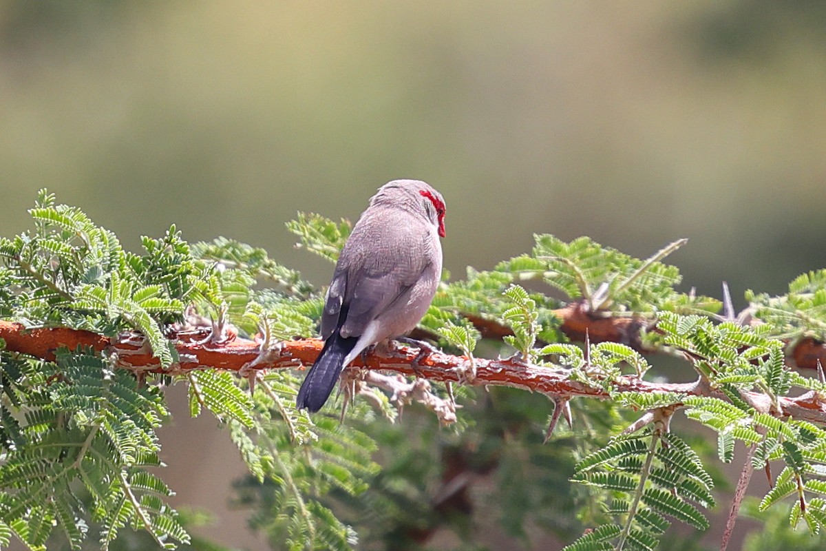 Black-rumped Waxbill - ML647565121