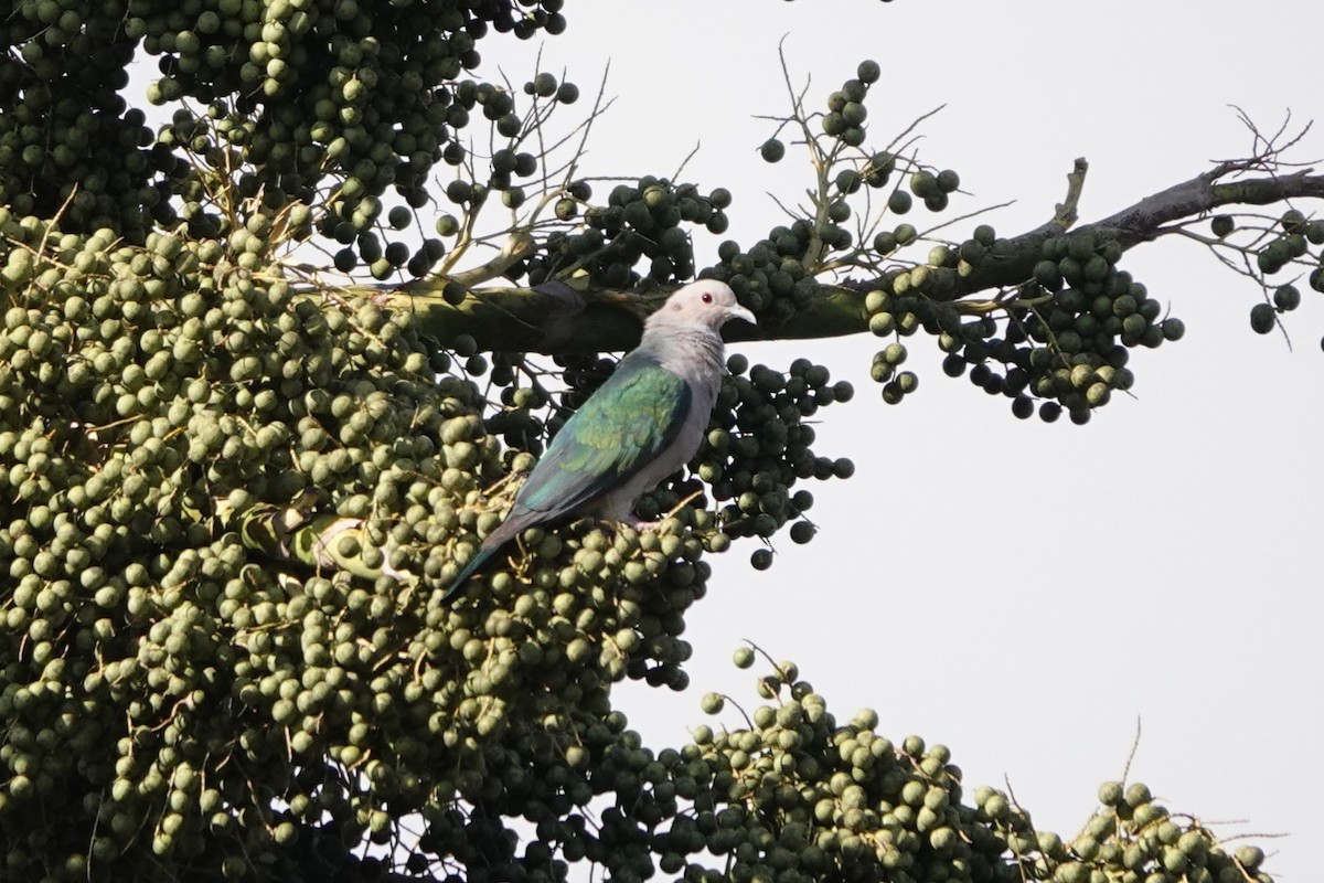 Green Imperial-Pigeon - ML647565122