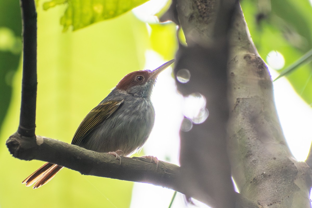 Gray-backed Tailorbird - ML647565126