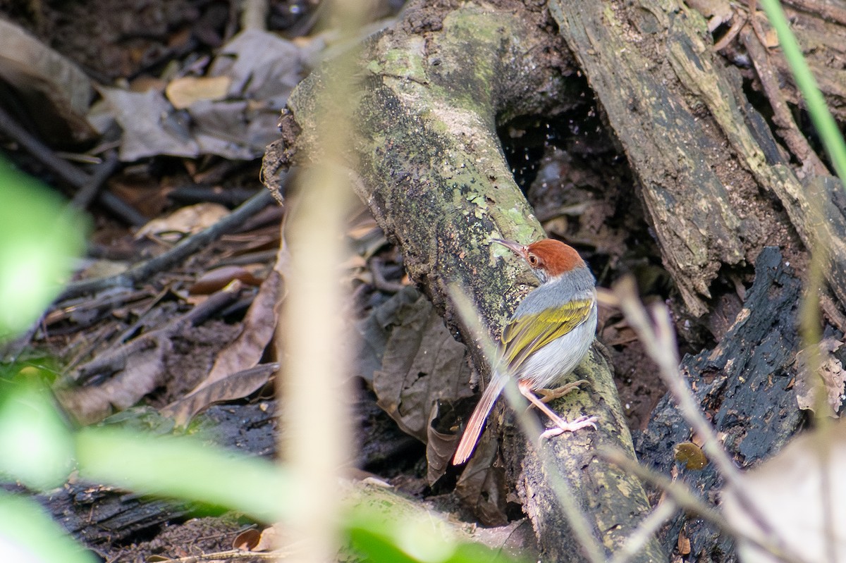Gray-backed Tailorbird - ML647565127