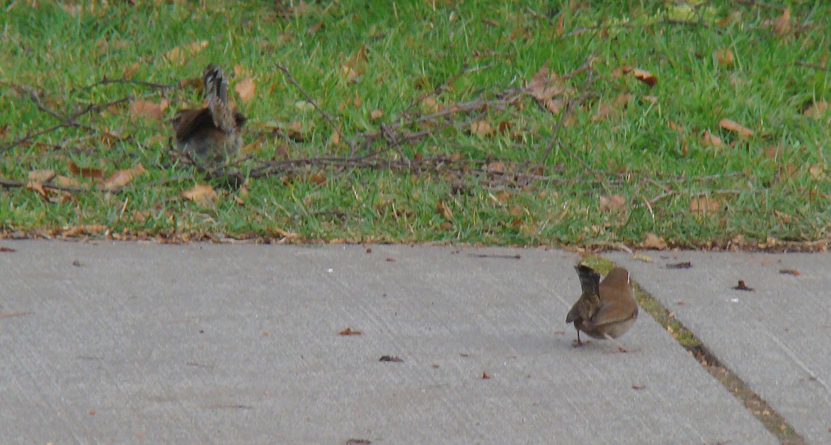 Длиннохвостый крапивник - ML647565132