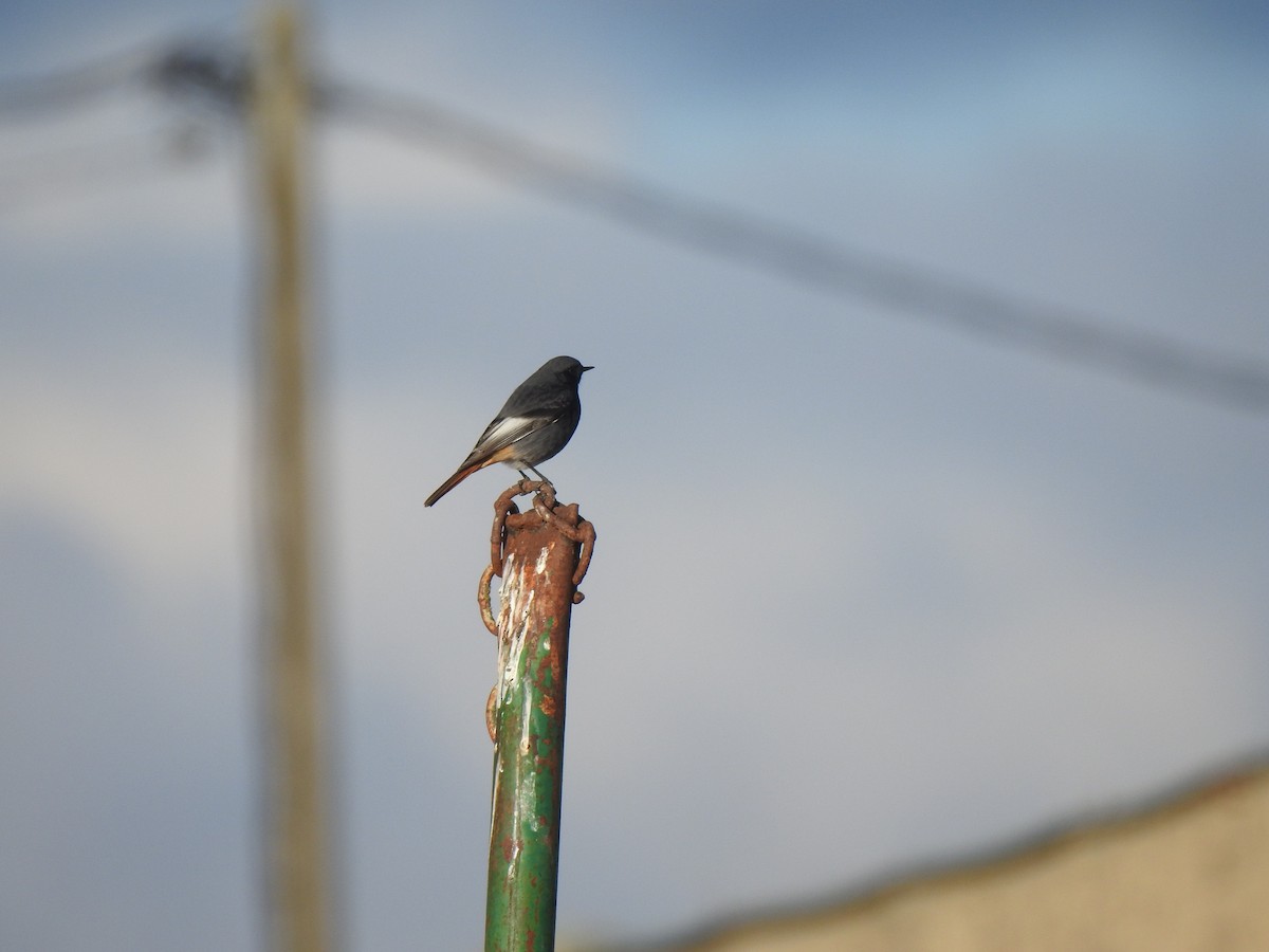 Black Redstart - ML647565133