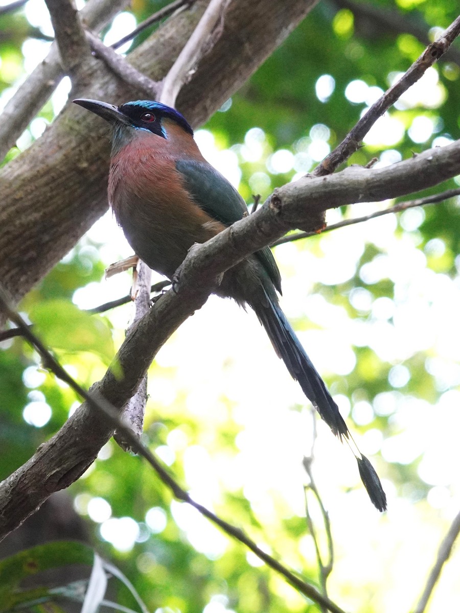 Lesson Motmotu - ML647565138