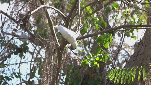 Yellow-crested Cockatoo - ML647565144