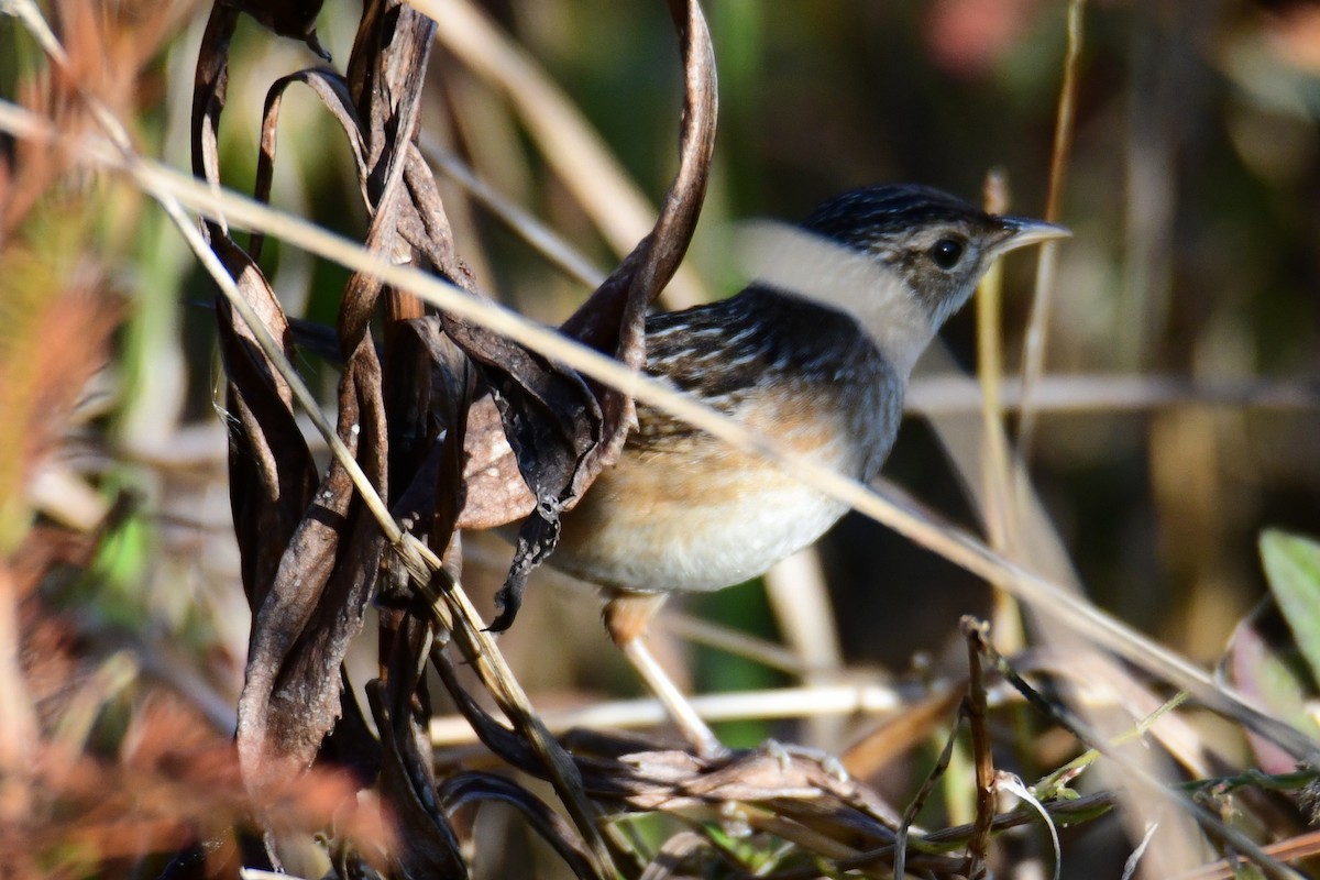 Sedge Wren - ML647565145