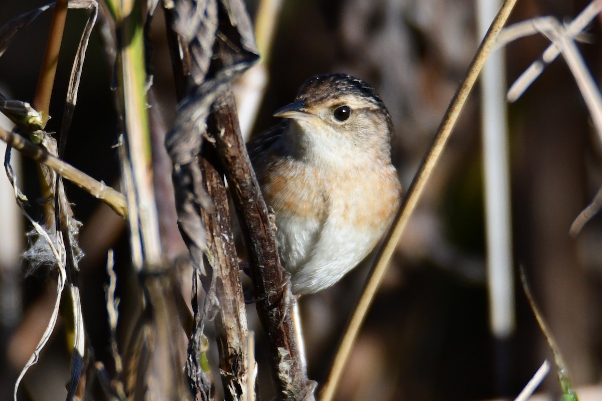 Sedge Wren - ML647565146