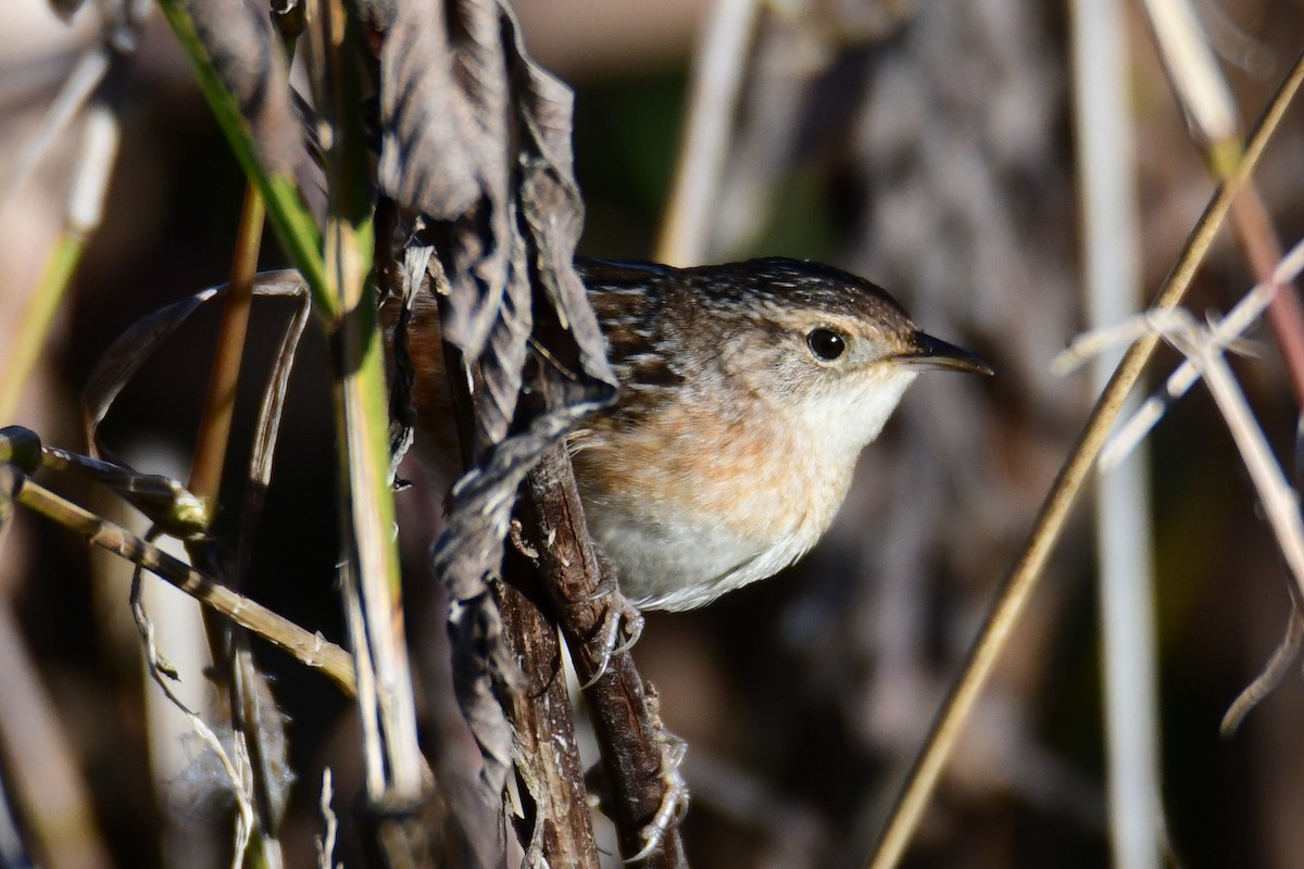 Sedge Wren - ML647565147