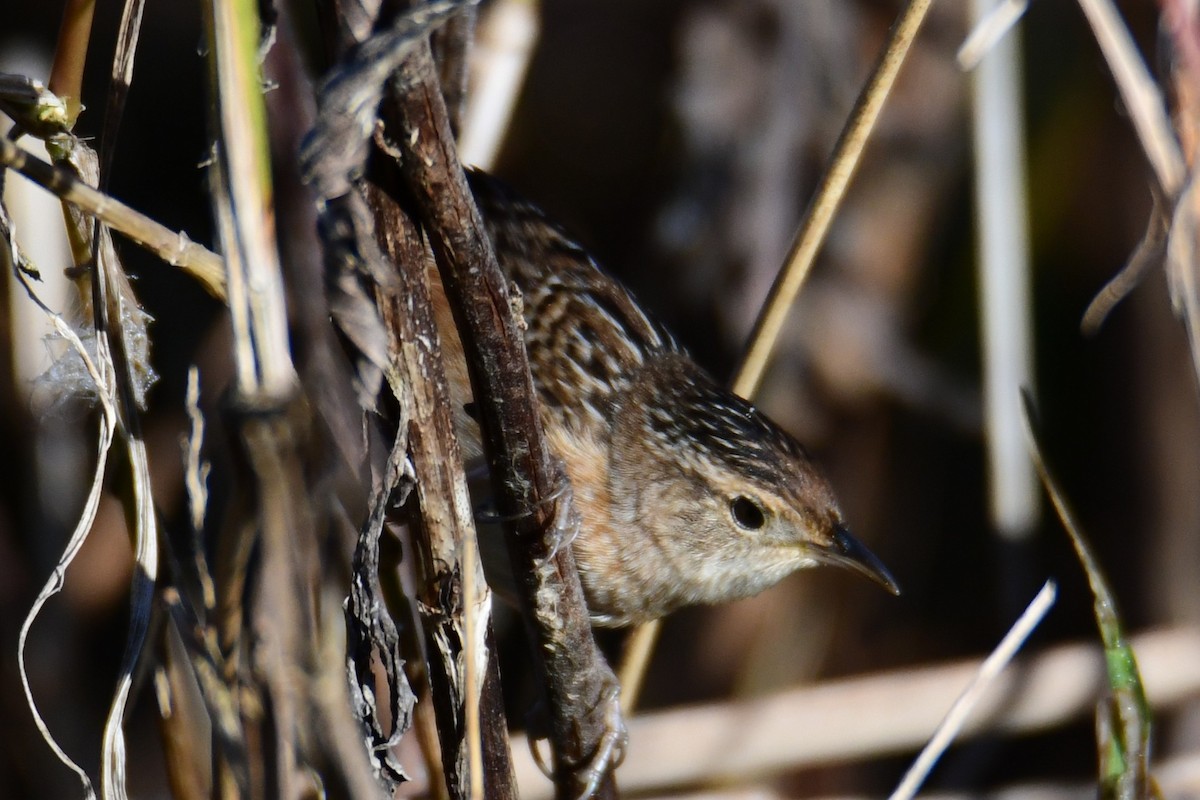 Sedge Wren - ML647565148