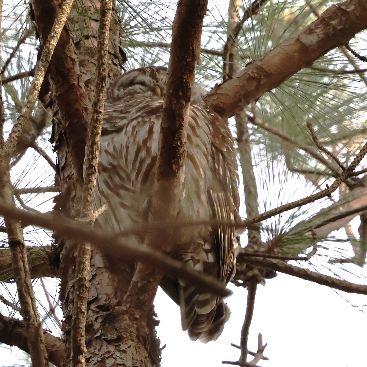 Barred Owl - ML647565154